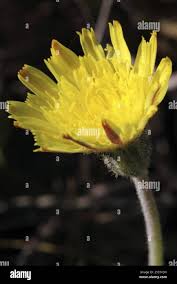 Attēlu rezultāti vaicājumam “Taraxacum suecicum flower”