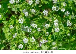 Attēlu rezultāti vaicājumam “Erophila verna flower”