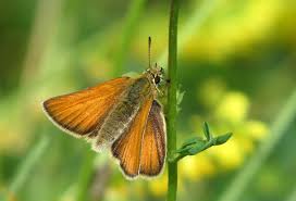 Attēlu rezultāti vaicājumam “Thymelicus sylvestris underside”