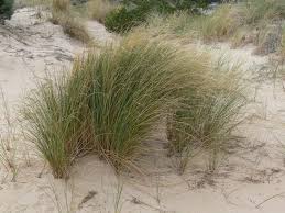 Attēlu rezultāti vaicājumam “Ammophila arenaria”
