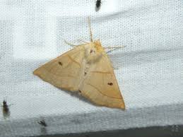 Attēlu rezultāti vaicājumam “Crocallis elinguaria larva”