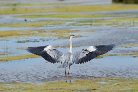 Attēlu rezultāti vaicājumam “Ardea cinerea”