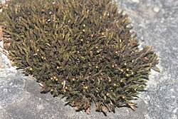 Attēlu rezultāti vaicājumam “Schistidium robustum sporophyte”