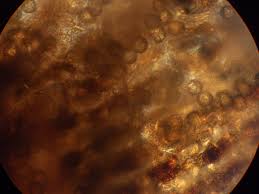 Attēlu rezultāti vaicājumam “Cribraria aurantiaca var. persoonii young”