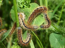 Attēlu rezultāti vaicājumam “Malacosoma castrensis male”