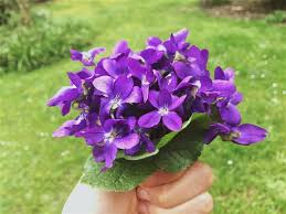 Image result for Viola odorata