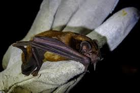 Attēlu rezultāti vaicājumam “Nyctalus noctula”