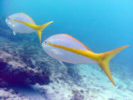 Image result for Ocyurus chrysurus