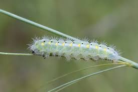 Attēlu rezultāti vaicājumam “Zygaena viciae”