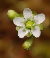 Attēlu rezultāti vaicājumam “Drosera rotundifolia flower”