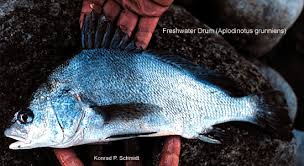 Image result for Aplodinotus grunniens