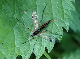 Attēlu rezultāti vaicājumam “Dictenidia bimaculata”