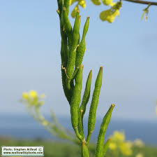 Attēlu rezultāti vaicājumam “Sinapis arvensis”