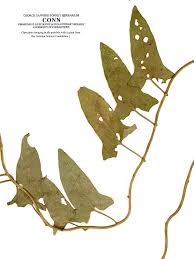 Attēlu rezultāti vaicājumam “Convolvulaceae”