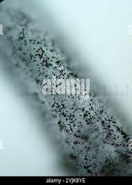 Attēlu rezultāti vaicājumam “Stemonitis virginiensis”