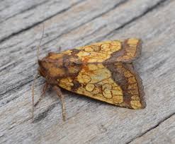 Attēlu rezultāti vaicājumam “Gortyna flavago”