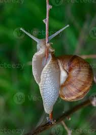 Attēlu rezultāti vaicājumam “Helix pomatia”