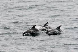 Image result for Lagenorhynchus albirostris