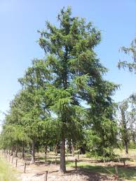 Attēlu rezultāti vaicājumam “Larix kaempferi”