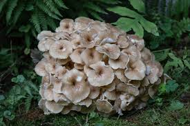 Attēlu rezultāti vaicājumam “Polyporus umbellatus”