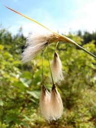 Attēlu rezultāti vaicājumam “Eriophorum latifolium leaf”