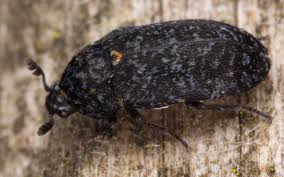 Attēlu rezultāti vaicājumam “Dermestes murinus”