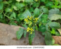 Attēlu rezultāti vaicājumam “Rorippa palustris flower”