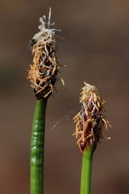 Attēlu rezultāti vaicājumam “Eleocharis uniglumis”