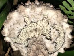 Attēlu rezultāti vaicājumam “Strobilomyces strobilaceus”