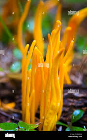 Attēlu rezultāti vaicājumam “Clavariadelphus ligula”