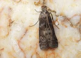 Attēlu rezultāti vaicājumam “Phycita roborella”