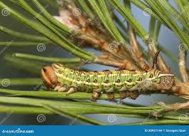 Attēlu rezultāti vaicājumam “Sphinx pinastri larva”