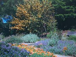 Attēlu rezultāti vaicājumam “Festuca altissima flower”