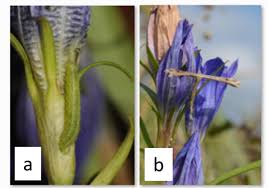Attēlu rezultāti vaicājumam “Maculinea alcon eggs”