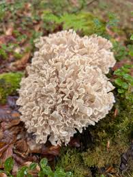 Attēlu rezultāti vaicājumam “Sparassis crispa”