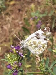Attēlu rezultāti vaicājumam “Pontia edusa underside”