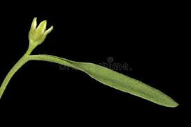 Attēlu rezultāti vaicājumam “Thesium ebracteatum leaf”