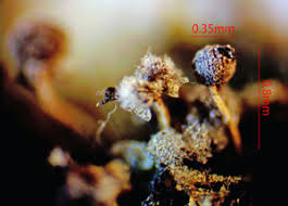 Attēlu rezultāti vaicājumam “Physarum murinum macro”