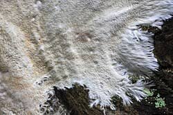 Attēlu rezultāti vaicājumam “Porotheleum fimbriatum”