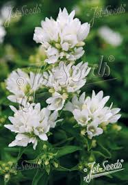 Attēlu rezultāti vaicājumam “Campanula glomerata flower”