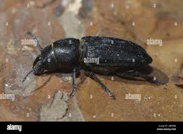 Attēlu rezultāti vaicājumam “Spondylis buprestoides”