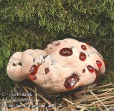 Attēlu rezultāti vaicājumam “Hydnellum ferrugineum”