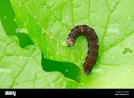 Attēlu rezultāti vaicājumam “Eupsilia transversa”