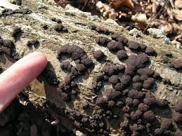 Attēlu rezultāti vaicājumam “Hypoxylon fuscum”