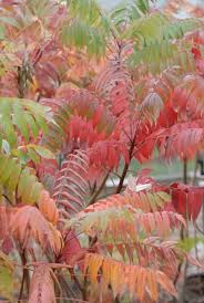 Attēlu rezultāti vaicājumam “Rhus typhina”
