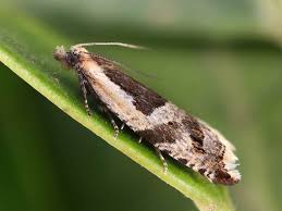 Attēlu rezultāti vaicājumam “Ancylis myrtillana”