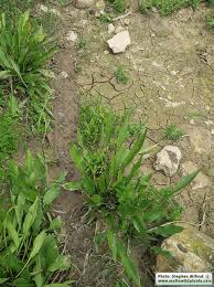 Attēlu rezultāti vaicājumam “Alisma lanceolatum”