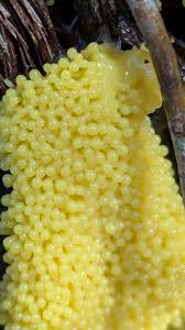 Attēlu rezultāti vaicājumam “Stemonitis axifera var. smithii young”