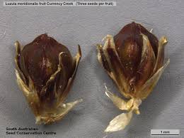 Attēlu rezultāti vaicājumam “Luzula multiflora fruit”