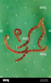 Attēlu rezultāti vaicājumam “Cystiphora sanguinea larva”